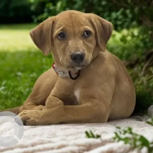 A White-Brown Mix Indie Dog Missing from PVR Vikaspuri, Canabara Bank Backside