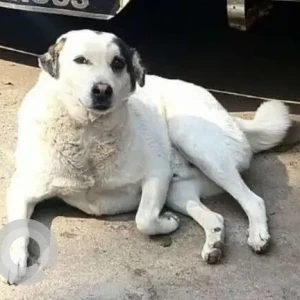 A Black and White Indie Dog Missing from Vasant Kunj