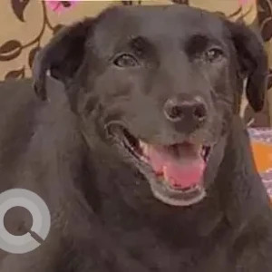 A Black Indie Dog Missing from Mansarover Garden, New Delhi