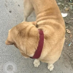 A Brown Labrador Dog Found from Anjanapura-2