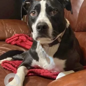 A Black and White Mix Dog Missing from area of Boylston St / Amory St.