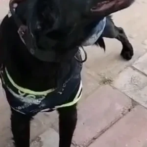 A Black Indie Dog Missing from Vasant Kunj Gurudwara-2