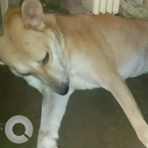 A White-Brown Mix Indie Dog Missing from Banamalipur, Barasat