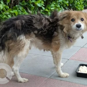 A Black and Brown Indie Dog Missing from Kokapet, Hyderabad