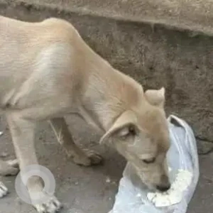 A White Indie Dog Missing from Rani bagh