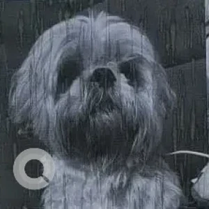 A White Shih Tzu Dog Missing from Khanpur