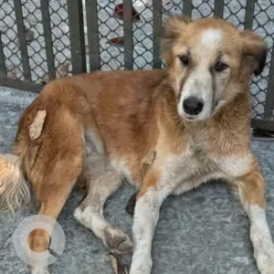 A White-Brown Mix Indie Dog Missing from Sirifort