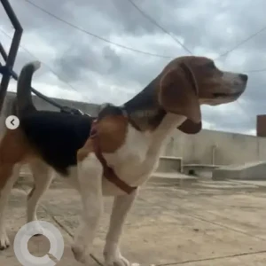 A White-Brown Mix Beagle Dog Missing from Bengaluru-2