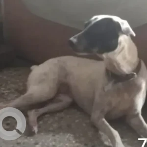 A Black and White Indie Dog Missing from Dadar East, Parsi Colony-3