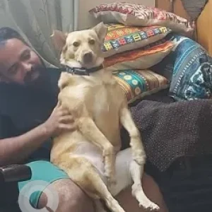 A White-Brown Mix Indie Dog Missing from Bengaluru-2