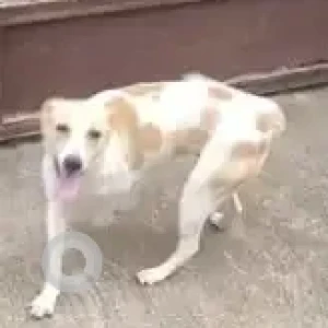 A White-Brown Mix Indie Dog Missing from Kasaba, Hobli, Hunegallu