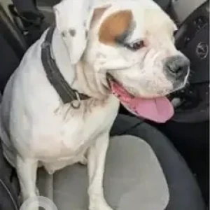 A White Pitbull Dog Found from 2nd Cross Promenade Road, Frazer Town-2