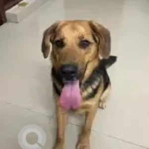 A Black and Brown Labrador German Shepherd mix Dog Found from Gachibowli