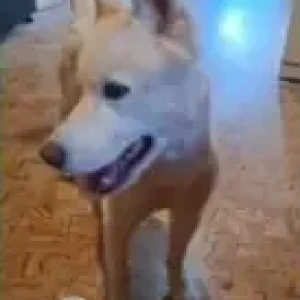 A White-Brown Mix Indie Dog Missing from Anjuna-2