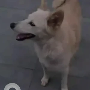 A White-Brown Mix Indie Dog Found from Dhakoli, Zirakpur-2