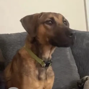 A Black and Brown German Shepherd X Dog Missing from Richmond Townhouse