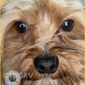 A White-Brown Mix Yorkie Dog Missing from Tobacco St, Clubhouse Rd