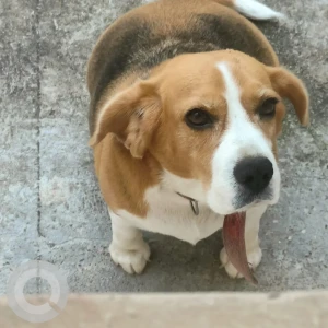 A White-Brown Mix Beagle Dog Missing from Mysuru-2