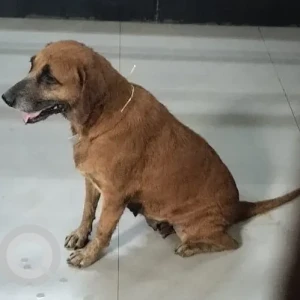 A Black and Brown Indie Dog Missing from Ghatkopar East, Mumbai