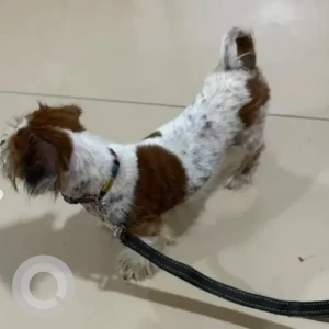 A White-Brown Mix Shih Tzu Dog Found from Sanjayanagara, Bengaluru-2