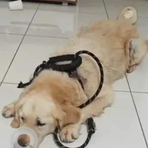 A Brown Golden Retriever Dog Found from Mayura Bakery, Airport road