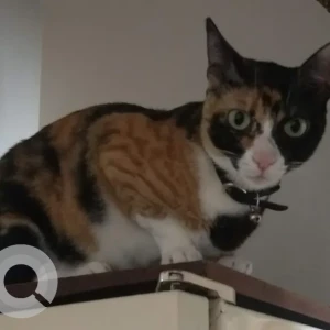 A Black and White Indie Cat Missing from Neelamber bldg, Peddar road-2