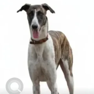 A White-Brown Mix Greyhound Dog Missing from Gundala Jn, Anakapalle