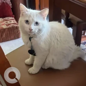 A White Turkish Angora Cat Found from Dubai canal near the British school parking