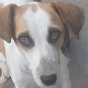 A White-Brown Mix Indie Dog Missing from Nirankari School, Malviya Nagar