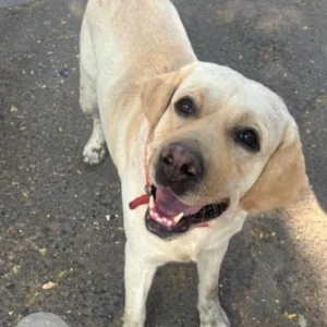 A Light Brown Labrador Dog Found from Dhayari