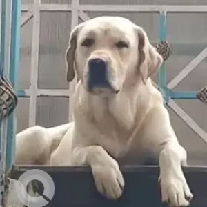 A White Labrador Dog Missing from Balagaranahalli, Near 12, Jain temple, Attibele