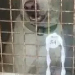 A White-Brown Mix Indie Dog Missing from Perungalattur, Chennai-2