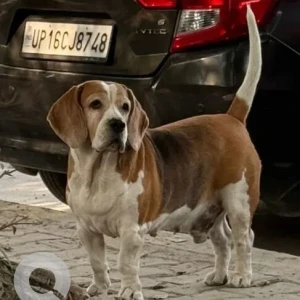 A Black and Brown Beagle Dog Found from Sector 129, Noida