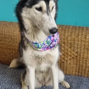 A Grey-White Mix Husky Dog Found from Sector 22