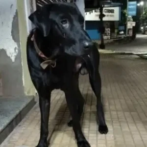A Black Doberman Dog Missing from Margao Industrial Estates, Sao Jose De Areal-3