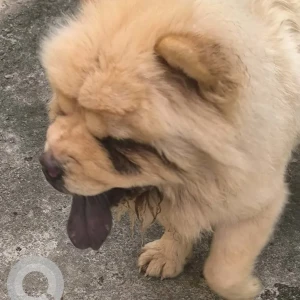 A Brown Saint Bernard Dog Found from Ramamurthy Nagar