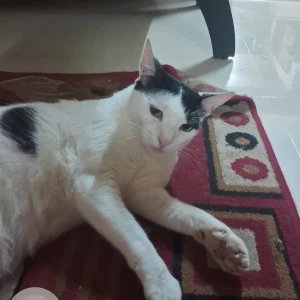 A Black and White Calico Cat Missing from Miramar, Panaji