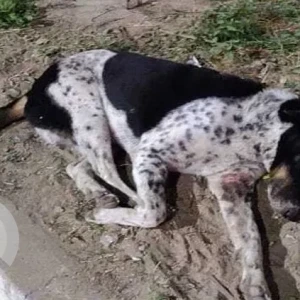 A Black and White Indie Dog Missing from Greater Hyderabad Municipal Corporation West Zone, Hyderabad-3