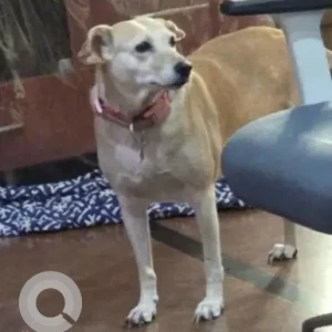 A White-Brown Mix Indie Dog Missing from Sahakar Nagar