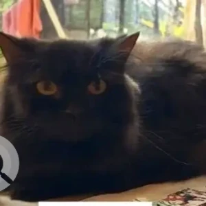 A Black Persian Cat Missing from Nyati Eternity, Undri
