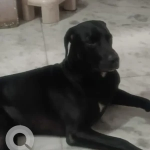 A Black Indie Dog Missing from Chirag Delhi, New Delhi