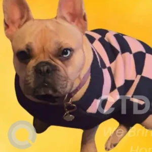 A Light Brown Frenchie Dog Missing from Tudor St/Platt St Area