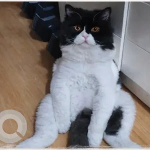 A Black and White Persian Cat Missing from Damac hills 2, cluster 29