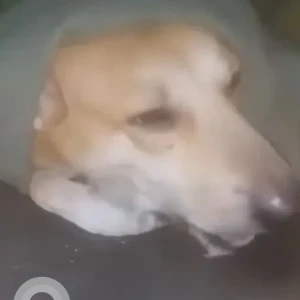 A White-Brown Mix Indie Dog Missing from Banamalipur, Barasat-2