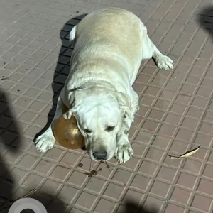 A White Labrador Dog Found from Railway Parallel Road
