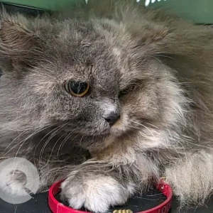 A Grey-White Mix Persian Cat Found from Julfar Area