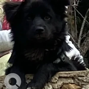 A Black Mix Dog Missing from Near selfie road Lamatar area