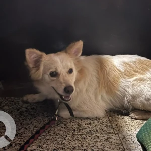 A White-Brown Mix Indie Dog Found from Pune