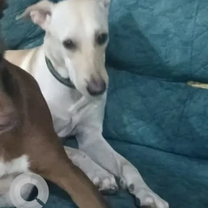 A White Indie Dog Missing from Kandivali west police station, S.V.road-2