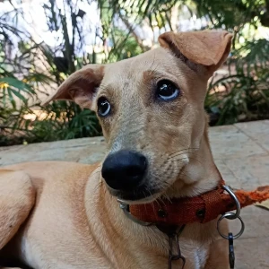 A White-Brown Mix Indie Dog Missing from Siolim, near Domino's Pizza